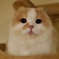 ねこさらだ (@n1ldk) Twitter profile photo
