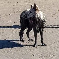 TheFlyingPasty (@toffeedan) 's Twitter Profile