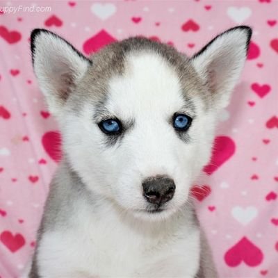 a husky puppy who will be trained to be a service dog for her mum.