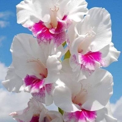 AthikAli7's profile picture. Cool