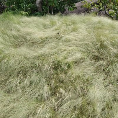 kasarlasant's profile picture. 😄