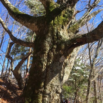 人口約1000人の、南信州 大鹿村。この地で、始まっているリニア工事等の情報を発信していきます。宜しくお願いします。