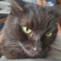 Who Dat? (@stopthesh_t) 's Twitter Profile