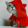 nyanya_28_28's profile picture. ネットショッピングが大好き！おすすめ商品、話題の人気商品、セール情報を紹介しています🐈２匹の猫のお世話係 / ミニチュア、ガチャガチャ好き / 多肉植物好き / 
Amazonアソシエイト参加中
無言フォロー大歓迎🎵