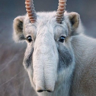 おひつじさんのプロフィール画像