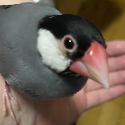 masyamasya01522's profile picture. ｶﾜｲｲ桜文鳥ぴーこさん(‘16年春～’25.2/6🌈)♡文房具(ﾏｽﾃ·手帖·お手軽万年筆＆ink·ｼｰﾙ)・書くこと・月星♡ 認知症元気ﾀｲﾌﾟの母を夜勤(通い)介護奮闘中。文具散財自粛中