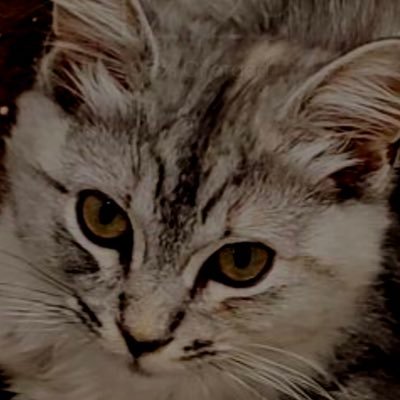 foxity713's profile picture. 