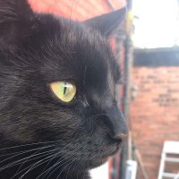 Wilson(@Blackcatwilson1) 's Twitter Profile Photo