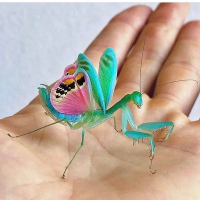 PaquitaFulana's profile picture. psychedelic black power comics