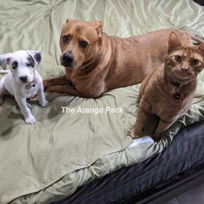 We're the 3 best friends that anyone could have.
🐕 Corona (#DeafAndHappyAF).
🐈 Ginger.
🐕 Gizmo.
📍South FL 🇺🇲
⛑️ #rescued
💙 #TheArangoPack