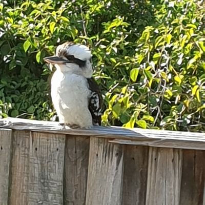 PROUD Aussie male..annoyed 1 can't truly give 1's opinion w/out persecution..what the hell IS freedom of speech?? Wests Tigers all the way..all day..every day!!