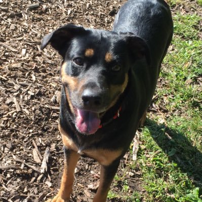 Rescue pup that loves my momma, treats, naps, and walks. Top sniffer in the neighborhood! Rottweiler/German Shepherd/Austrian Shepherd Coonhound