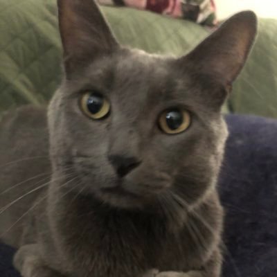 Bouncytigger674's profile picture. People could learn about love from animals. My heart is in the mountains but I’m stuck in Illinois. Worried about our country. I lost my brother to Covid.