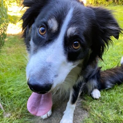 9 year old (male) border collie from @DT_Bridgend. I love my life, my ball and using mum as a mattress. #welshwithbleddyn #Hatvent #annibyniaeth🏴