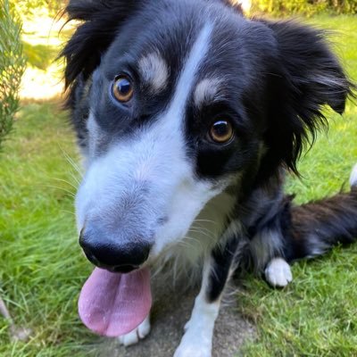 8 year old (male) border collie from @DT_Bridgend. I love my life, my ball and using mum as a mattress. #welshwithbleddyn #Hatvent #annibyniaeth🏴󠁧󠁢󠁷󠁬󠁳󠁿