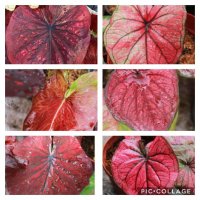 Caladiums Manila(@ManilaCaladiums) 's Twitter Profile Photo