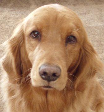 World's most beautiful Golden Retriever.