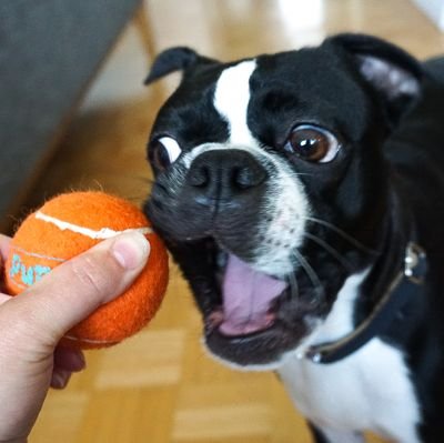 A Gremlin dizguized az a Boston Terrier.
🥎 Fetch iz life #fetchclubpresident 🥎
2 smrt 🎓 an' 2 cute 😚