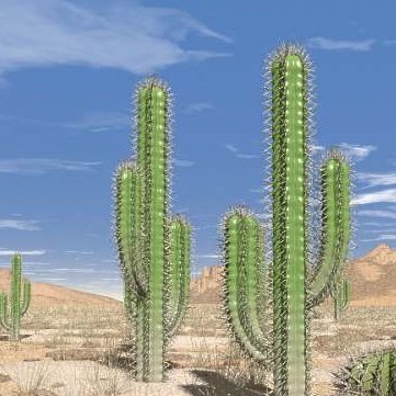 SunbakedinAZ's profile picture. it's a dry heat!