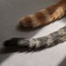 sikousakugo1020's profile picture. 猫を勝手に愛してます😂
フリマサイトの売上金から最低1割を犬猫さんのために支援に勝手にまわしてます。
どんな形でどなたかの力になるかはその時状況次第なので拡散だけになるかもしれません🙏
小心者💦
犬猫の保護に関して勉強中。無言フォローフォロバすみません💦
よろしくお願いします🙏
本垢 @777mado_ka