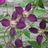 clematis523