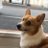 @🐕🤘Corgi虎太郎🐯3/1819神宮4/1516ハマスタ4/2930神宮のアイコン