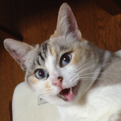 ゲームとねこ好き。いぬも好き。怪獣も好き。プロレスも好き。ティラノレース出場が今の夢。盲導犬折り紙ボランティア練習中。