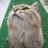 Green_Catseyes