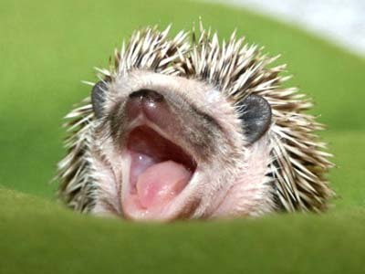 just a hedgehog living in the westend of Toronto