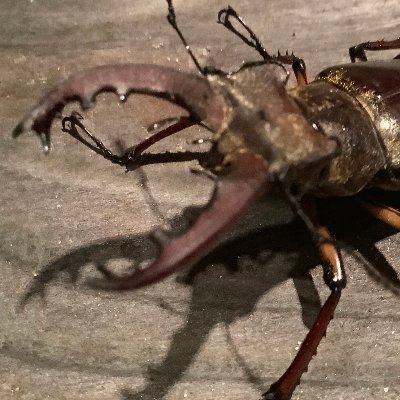 天崎天織 天使っぽい名前を日本風に 名字は天崎でいいよね 名前はテンシってよめそうなのがいいなー 天 熾 人名として使えなさそうだから却下 天織 これでいいや 天崎天織 オマエラのhnの由来教えて