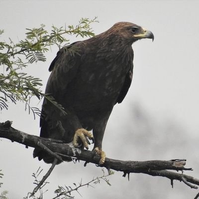 We are the Central Asian Flyway Initiative, a group of Birdlife+ organisations working for migratory birds on the CAF flyway! Field stories + 📸 🦅🦆