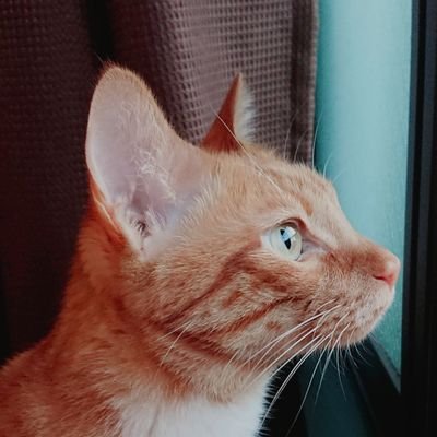 Ceoさん きなこ Kinako Ceo Twitter