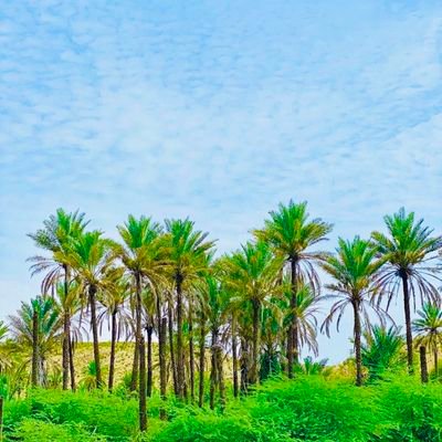 IssaMus65770525's profile picture. mshukuru mungu kwa kila jambo