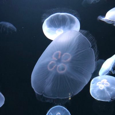 篝火のGBAラボさんのプロフィール画像
