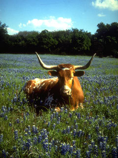 nerdicab's profile picture. Hook 'em Horns, Go Broncos, visit Austin, Denver, Boulder, Telluride, & take your dog!