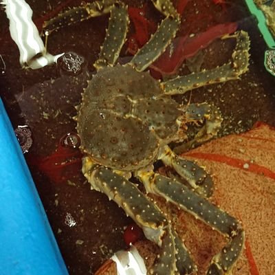 「函館かに本舗福田商店」です
地方発送承ります♪
TEL 0138-26-4600