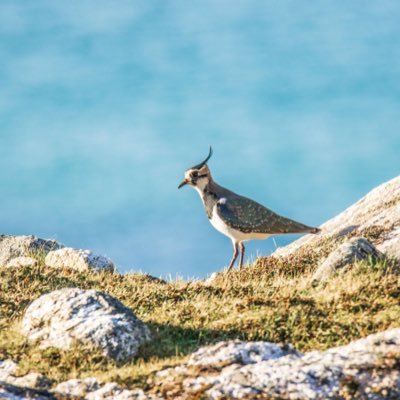 Amateur photographer, wife, mother & sight impaired social worker, living with stage IV melanoma since 2013. See my wildlife images at Instagram susannah_archer