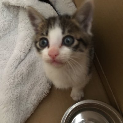 nanacotopurine's profile picture. 