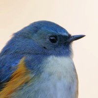 のはお (@nohaolograph) 's Twitter Profile