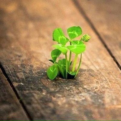 3ashm_94's profile picture. ‏‏‏‏‏‏‏سكة ماشية وعمر ماشى لـسـة أجمل يوم ماجاشى ** برتاح لوحدى ** ‎‎‎‎‎‎‎#zamalek ‎‎‎‎‎‎‎#monier