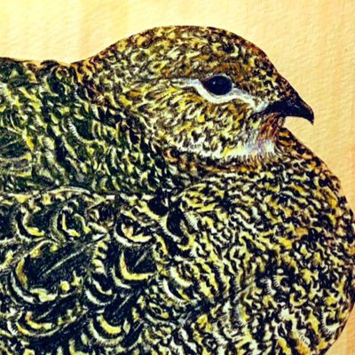 Birdsの未来に光あれ☀️ 魅惑のもちもち、ﾗｲﾁｮｳのイラスト、グッズを主に作成しています。野鳥観察と標本作りが趣味。SUZURI→https://t.co/epAs02nMEq