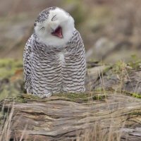 TweetTweetEEee (@eee_tweet) Twitter profile photo