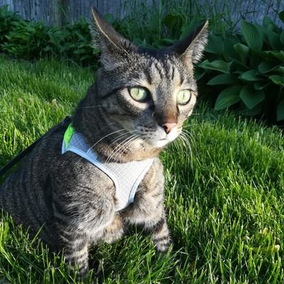 WiolkaTacoKiki's profile picture. 🇵🇱 POLSKA !!! 🇵🇱