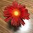 めぐみのTwitterプロフィール画像