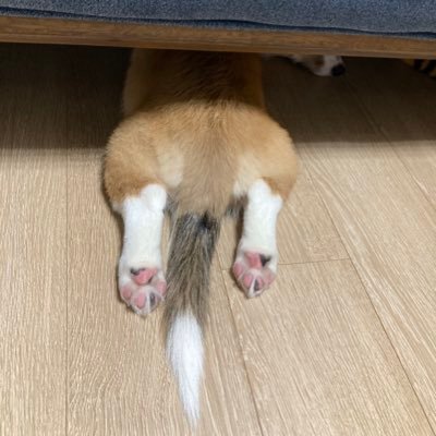 20/06/02生♂ぽんすけです🐶20/09/07よりお迎えしました😊犬飼うの初めてです😗無言フォローすみません🔰