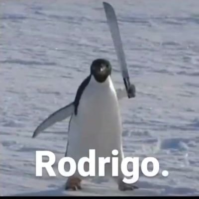 Rodrigo63250343's profile picture. 