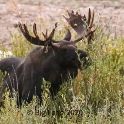 LMagelky's profile picture. 