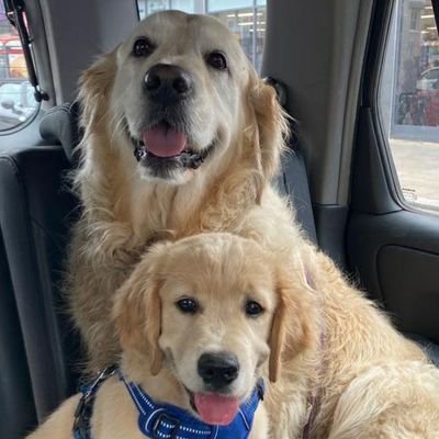 Goldie's rulz the world! Started with Frodo (RIP aged 15), then Asti and now little Brego joins the fold.....a house is not a home without these fur-balls!