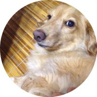 オハちゃん (@oha_mahjong) 's Twitter Profile