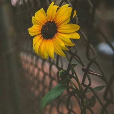 nadifernandezHR's profile picture. 